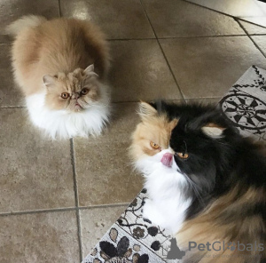 Photo №1. maine coon - for sale in the city of Indianapolis | 300$ | Announcement № 55585