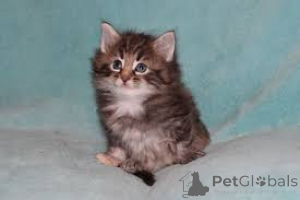 Photo №3. Chatons de race Forêt Norvégienne à vendre.. Finland