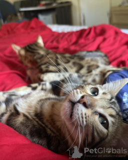 Photo №2 to announcement № 132682 for the sale of bengal cat - buy in Ireland private announcement