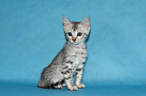 Photo №1. egyptian mau - for sale in the city of Москва | 565$ | Announcement № 2369