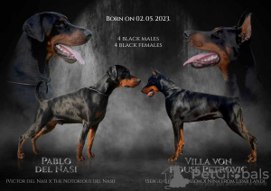 Photo №1. dobermann - for sale in the city of Aleksinac | negotiated | Announcement № 54451