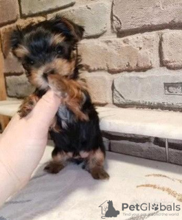 Photo №4. I will sell yorkshire terrier in the city of Dusseldorf. private announcement - price - 310$