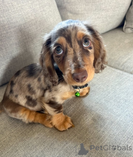 Photo №2 to announcement № 164022 for the sale of dachshund - buy in Finland private announcement, from the shelter