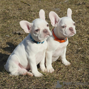 Additional photos: French Bulldog puppies for sale.