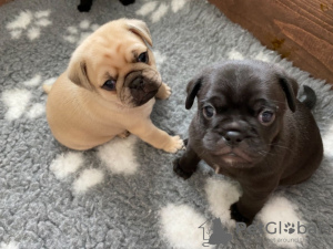 Photo №1. pug - for sale in the city of Виктория | 151$ | Announcement № 78468