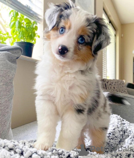 Photo №2 to announcement № 75572 for the sale of australian shepherd - buy in United Kingdom private announcement