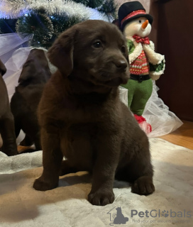 Additional photos: Chocolate and black Labrador Retriever puppies