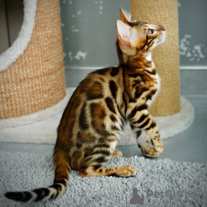 Photo №3. Mayson (U) purebred Bengal male kitten. Italy