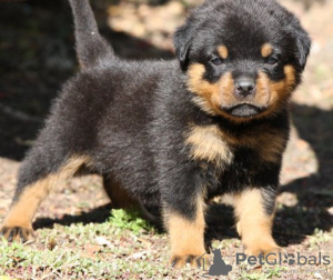 Photo №1. rottweiler - for sale in the city of Vienna | 264$ | Announcement № 117979