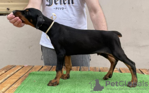Photo №4. I will sell dobermann in the city of Москва. private announcement - price - negotiated