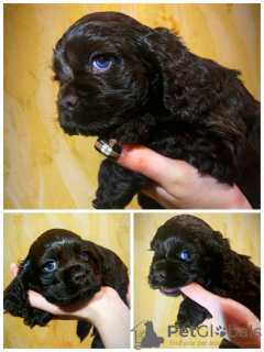 Photo №1. american cocker spaniel - for sale in the city of Tashkent | 350$ | Announcement № 32392