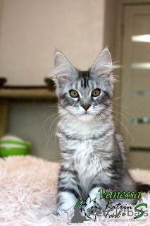 Photo №1. maine coon - for sale in the city of St. Petersburg | 489$ | Announcement № 10382