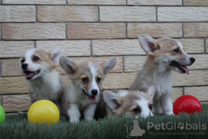 Photo №2 to announcement № 116916 for the sale of welsh corgi - buy in Serbia 