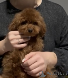 Photo №2 to announcement № 132242 for the sale of poodle (toy) - buy in Slovakia private announcement