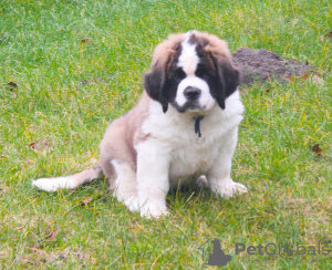 Photo №1. st. bernard - for sale in the city of Brest | 1216$ | Announcement № 8292