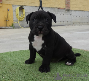 Photo №3. American bully pocket. Spain