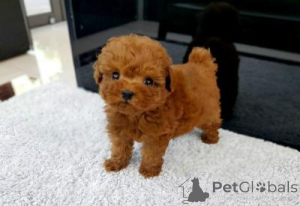 Photo №1. poodle (toy) - for sale in the city of Linz | negotiated | Announcement № 166898