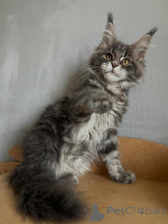 Photo №2 to announcement № 169844 for the sale of maine coon - buy in Germany breeder