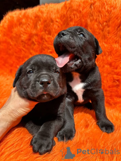 Photo №3.  Cane Corso hvalpe til rådighed til adoption og omplacering . Denmark