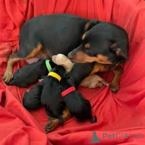 Photo №3. Miniature Pinscher Puppies. Germany