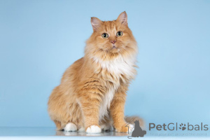 Photo №2 to announcement № 161752 for the sale of  - buy in Russian Federation from the shelter