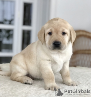 Photo №2 to announcement № 18109 for the sale of labrador retriever - buy in Ukraine private announcement, from nursery, breeder