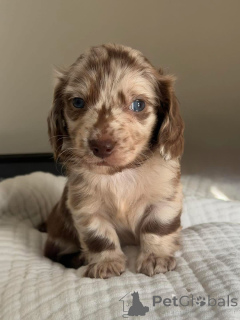 Photo №2 to announcement № 175218 for the sale of dachshund - buy in Germany private announcement