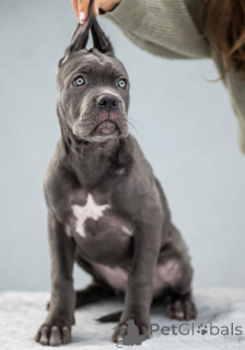 Photo №2 to announcement № 163289 for the sale of cane corso - buy in Ukraine from nursery, breeder