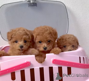 Photo №3. Beautiful poodle puppies Business WhatsApp 37256348129. Finland