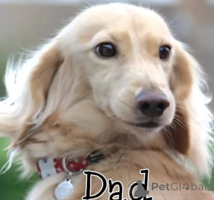 Photo №4. I will sell  in the city of Alabama.  - price - 350$