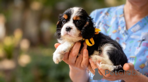 Photo №3. Top class Cavalier King Charles Spaniel puppies. Serbia