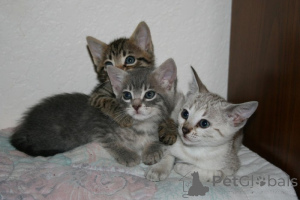 Photo №1. toyger - for sale in the city of Cologne | 774$ | Announcement № 160454