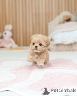Photo №3. Fluffy Maltipoo Babies Looking for Loving Homes. Germany
