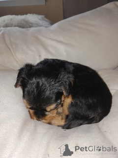 Photo №3. Purebred Yorkshire Terrier puppies.. Estonia