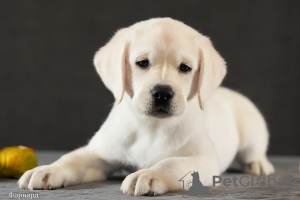 Photo №1. labrador retriever - for sale in the city of Москва | 1041$ | Announcement № 125866