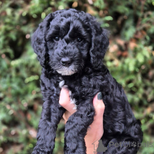 Photo №3. D'adorables chiots Doodle cherchent un foyer aimant !. France
