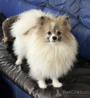 Photo №1. german spitz - for sale in the city of St. Petersburg | 1500$ | Announcement № 35653