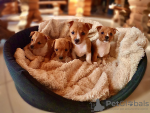 Additional photos: Puppies for sale Portuguese Podengu Small