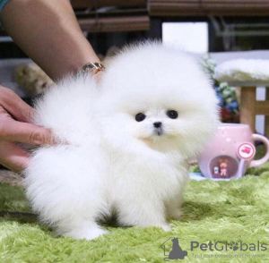 Photo №3. Pure breed Pomeranian puppies for sale. United States