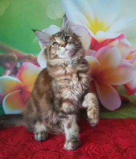 Photo №1. maine coon - for sale in the city of Rybinsk | 335$ | Announcement № 2094