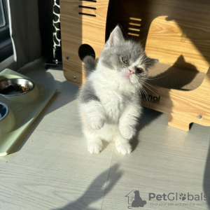Photo №1. munchkin shorthair - for sale in the city of Berlin | 264$ | Announcement № 95850