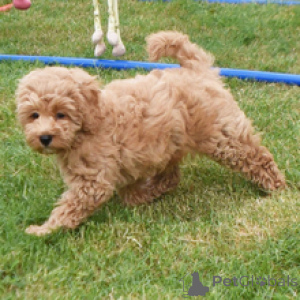 Photo №2 to announcement № 172794 for the sale of golden retriever - buy in Germany private announcement