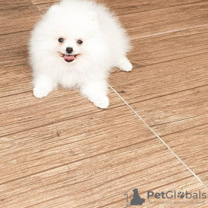 Additional photos: Beautiful Pomeranian puppies