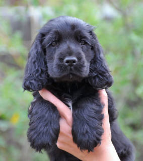 Photo №2 to announcement № 517 for the sale of english cocker spaniel - buy in Switzerland breeder