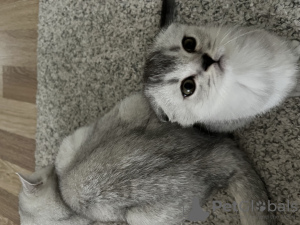 Photo №2 to announcement № 42047 for the sale of scottish fold - buy in Turkey private announcement