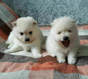 Photo №1. german spitz - for sale in the city of Minsk | 308$ | Announcement № 4941