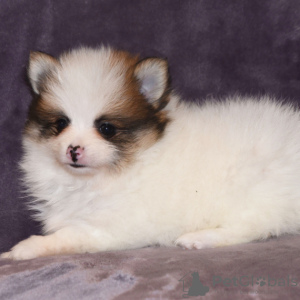 Photo №1. pomeranian - for sale in the city of Salvador | 299$ | Announcement № 45729