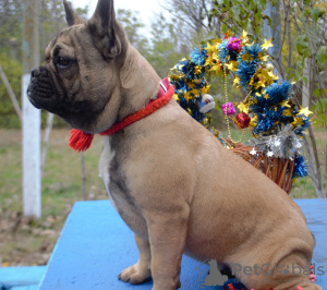 Photo №2 to announcement № 7590 for the sale of french bulldog - buy in Ukraine from nursery, breeder