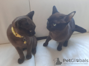 Photo №2 to announcement № 40415 for the sale of burmese cat - buy in Netherlands breeder