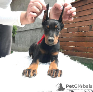 Photo №2 to announcement № 87971 for the sale of dobermann - buy in Serbia breeder